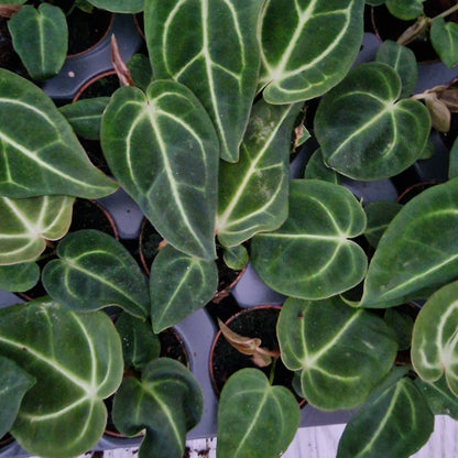 Anthurium Regale Houseplant 6cm pot
