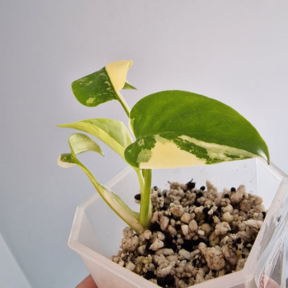 Monstera Lemon Lime Pom Pom see description