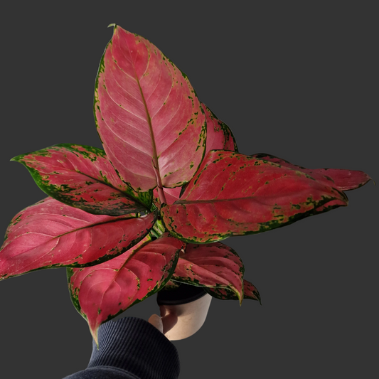 Aglaonema ‘Red Beauty’ – 12cm Pot