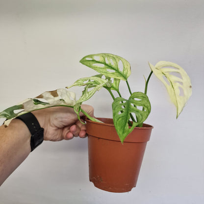 Monstera Adansonni Variegated #3