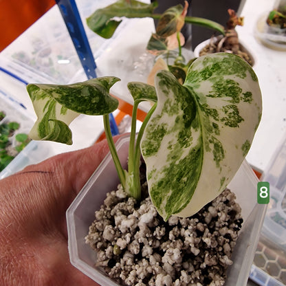 Monstera Legacy – Choose Your Plant