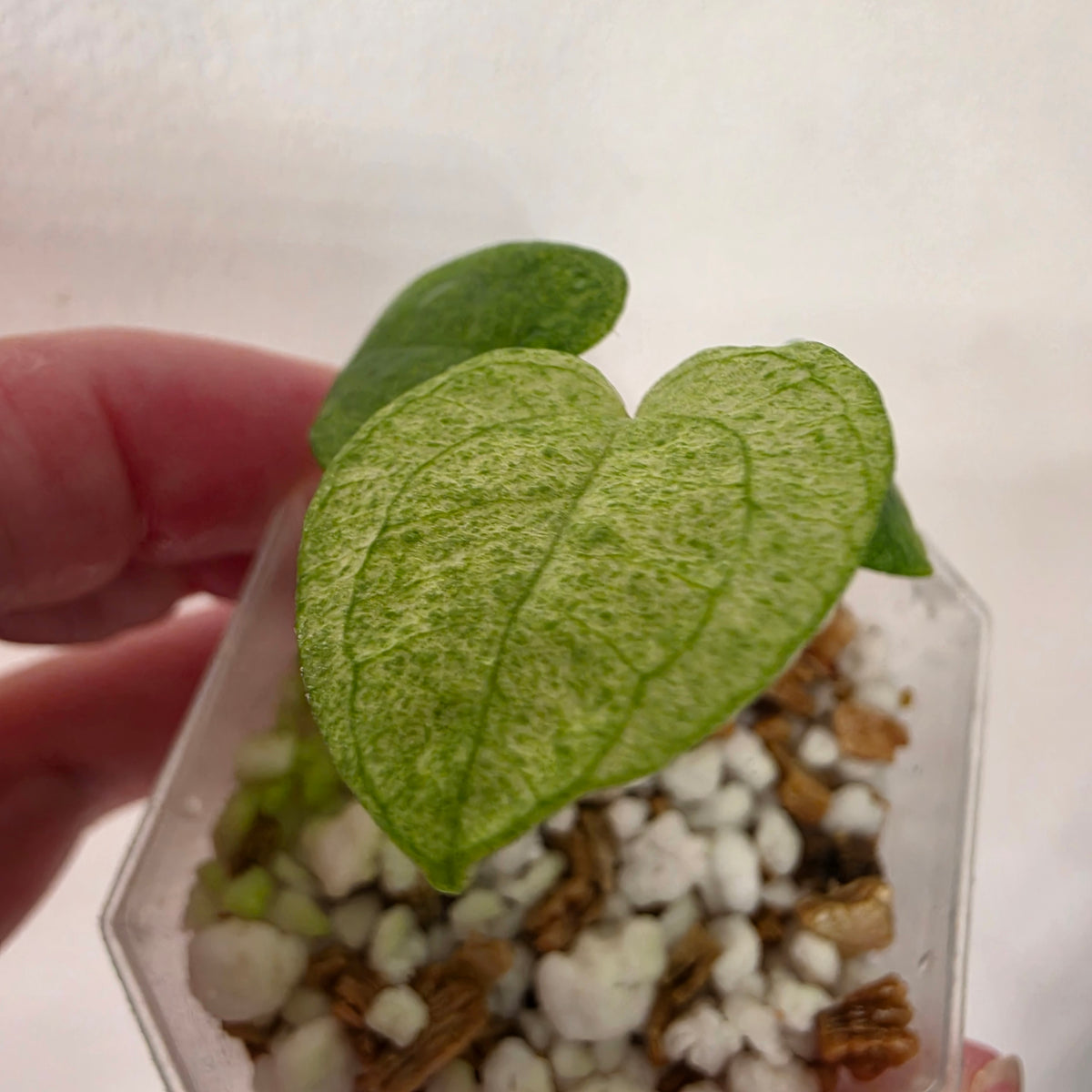 Anthurium Dark Phoenix Mint Variegata