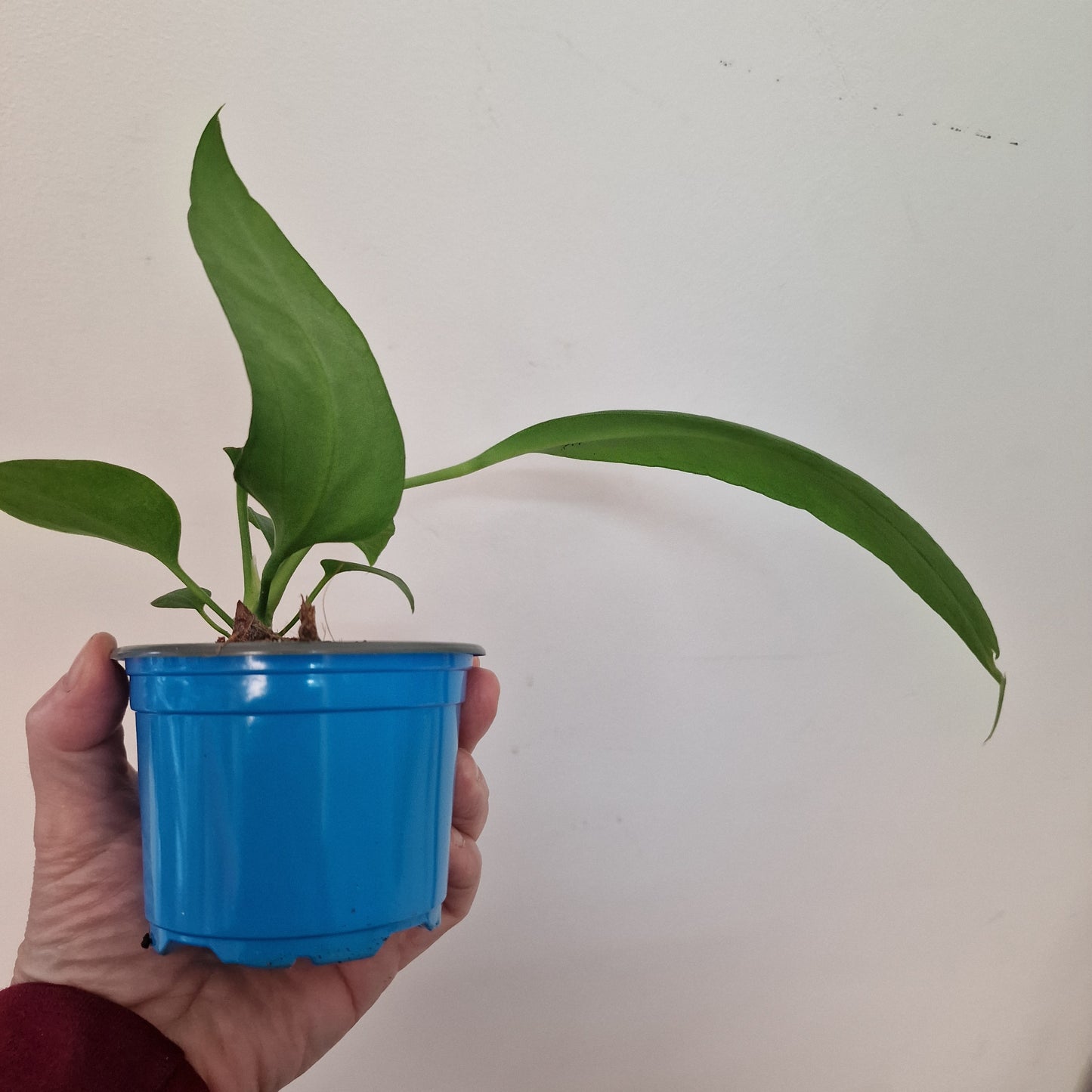 Anthurium Vittarifolium Rare Houseplant 9cm pot #1