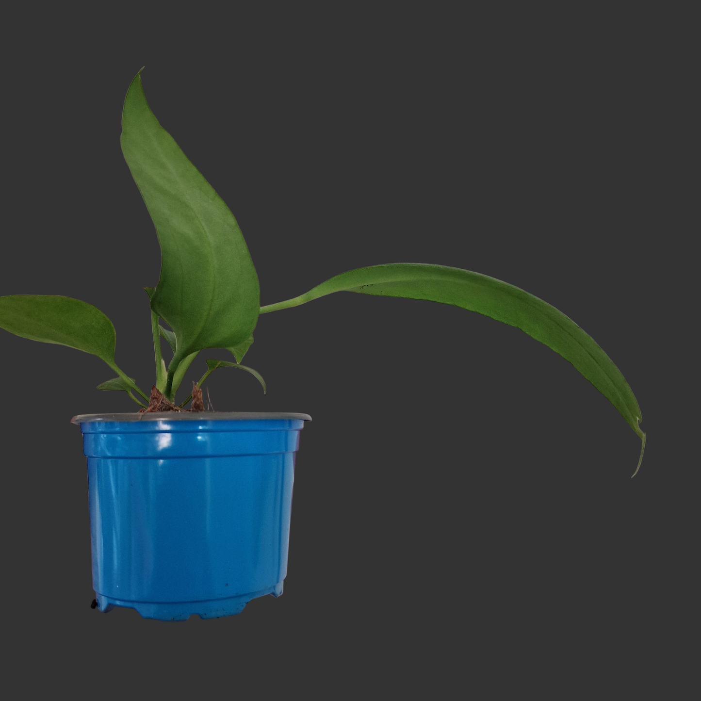 Anthurium Vittarifolium Rare Houseplant 9cm pot #1