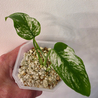 Monstera Devil Monster – Highly Variegated – Exact Plant A2 – See Description