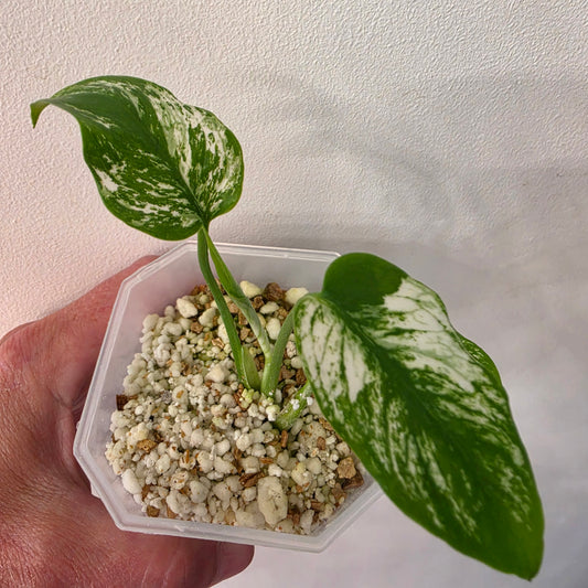Monstera Devil Monster – Highly Variegated – Exact Plant A2 – See Description