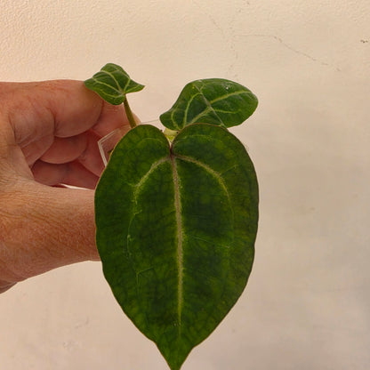 Anthurium Red Crystal × Michelle
