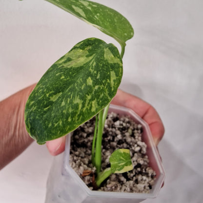 Monstera Electrolight Variegated – Exact Plant (#4)