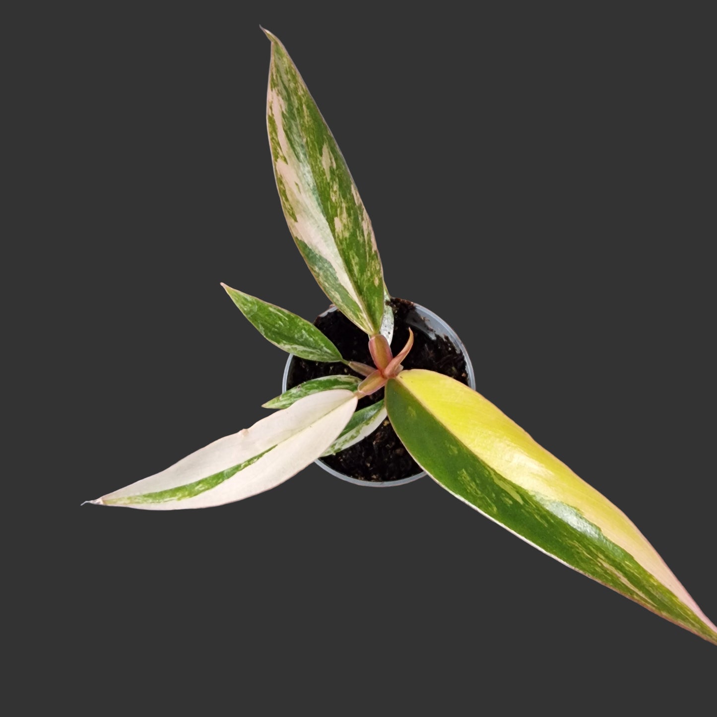 Philodendron Caramel Marble Rare Houseplant 6cm pot (1)