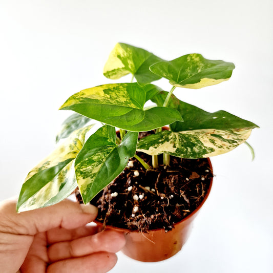 Syngonium Aurea multiple Houseplants in each 14cm pot (4)