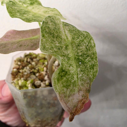 Alocasia Black Saturn Stardust Variegata exact plant #2