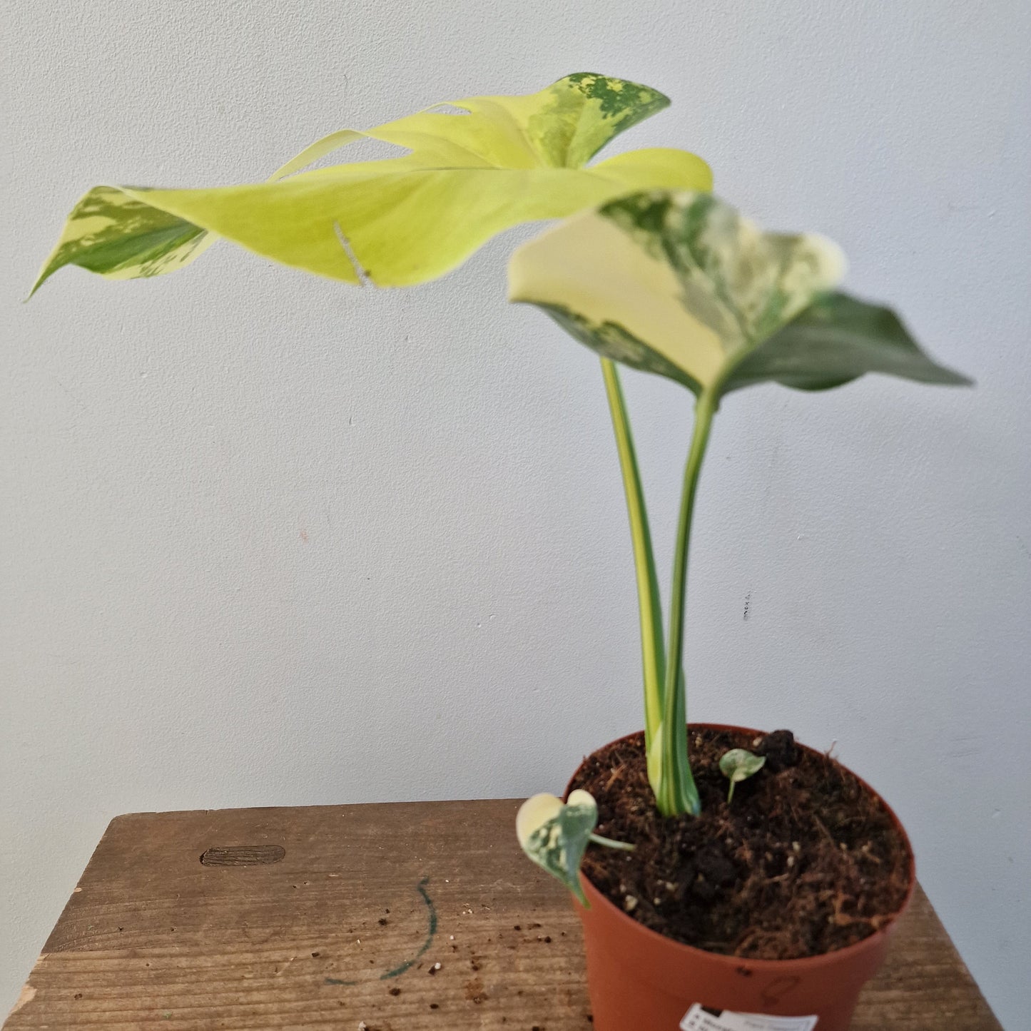 Monstera Deliciosa Aurea – 12cm Pot (#9)