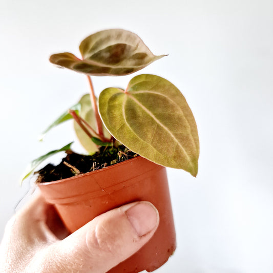Anthurium Besseae aff x Zara x Michelle Houseplant 9cm pot (6)