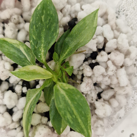 PRE-ORDER – Philodendron Gloriosum No2 (Variegated)  – Young Exact TC Plant (#2)