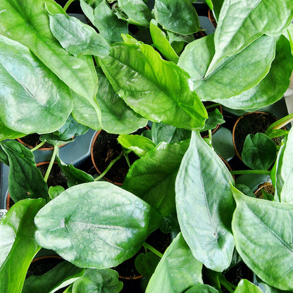 Alocasia Dragons Breath Heterophilla Rare Houseplant 6cm pot