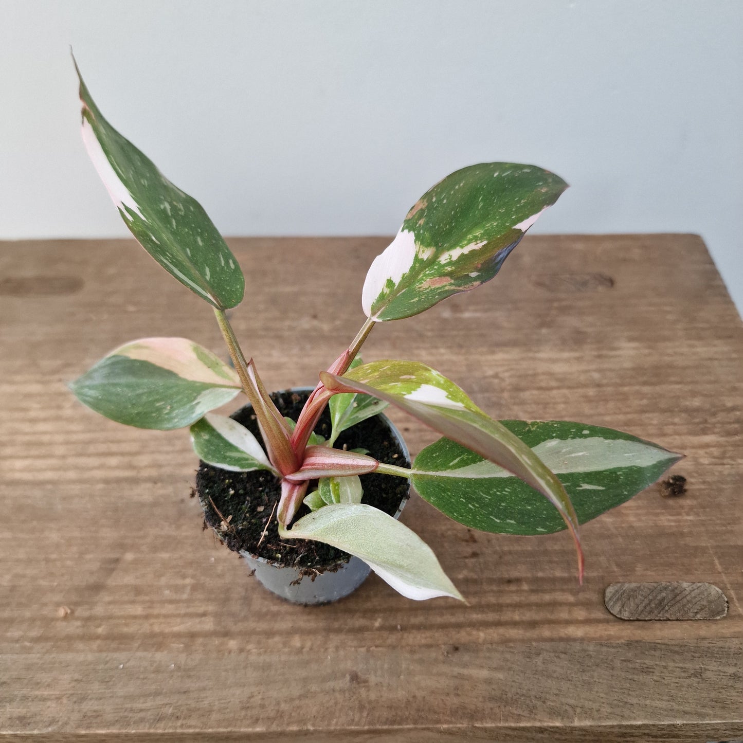 Philodendron Red Anderson – 6cm Pot