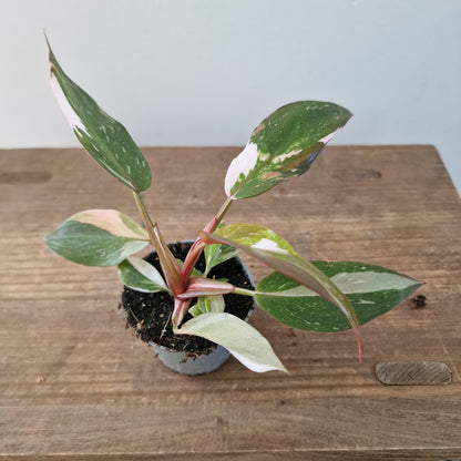 Philodendron Red Anderson – 6cm Pot