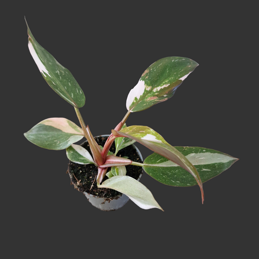 Philodendron Red Anderson – 6cm Pot