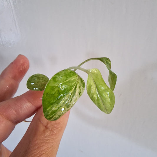 Monstera Frozen Freckle Top Cutting rooting  in Water