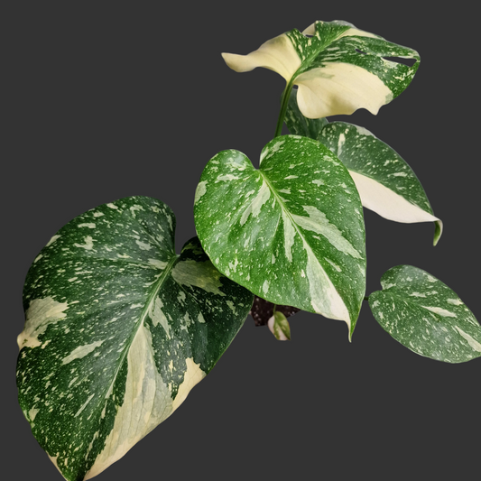 Monstera Crème Brûlée – 12cm Pot - Exact Plant (#1)