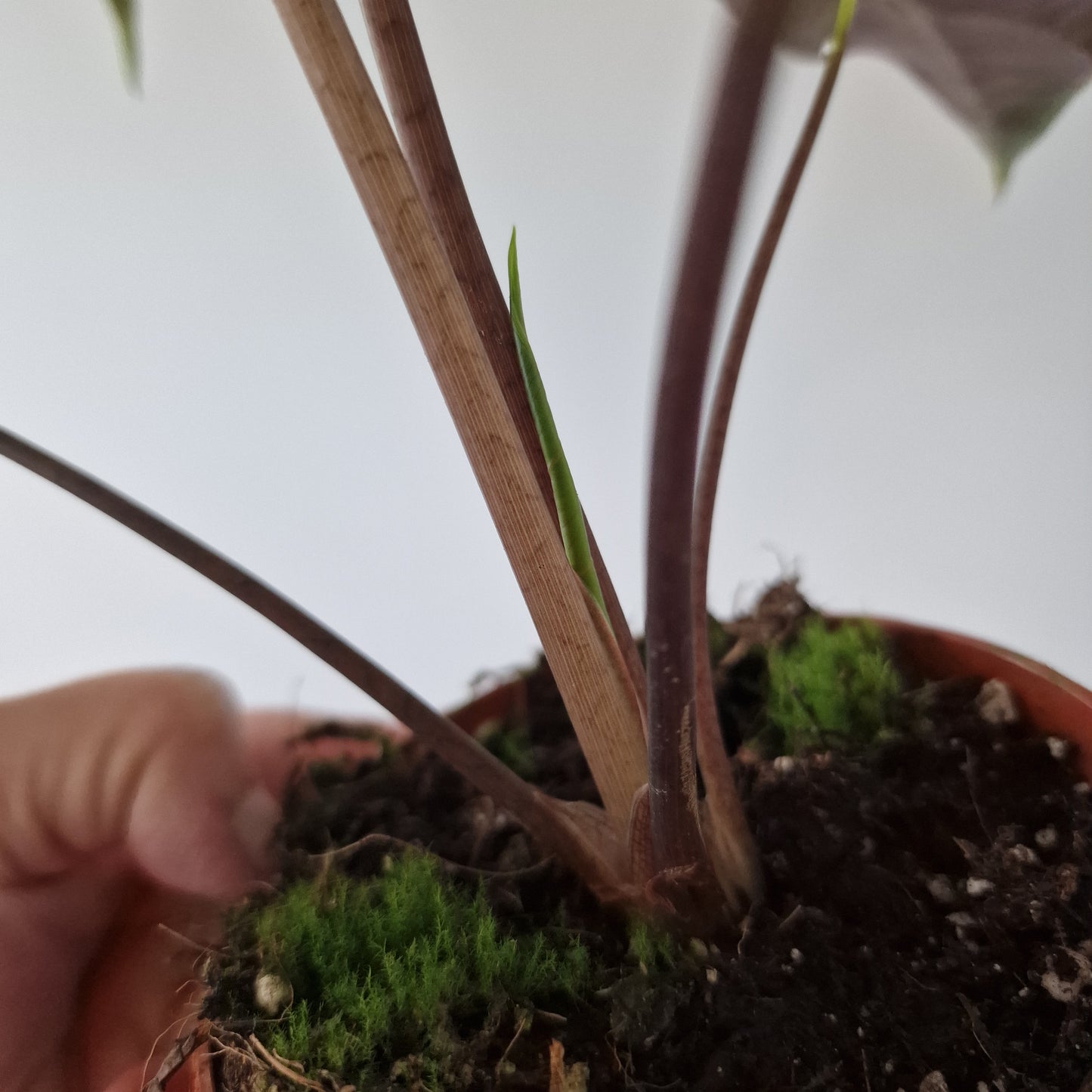 Alocasia Suhirmaniana Rare Houseplant 10.5cm pot