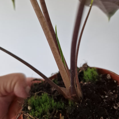Alocasia Suhirmaniana Rare Houseplant 10.5cm pot