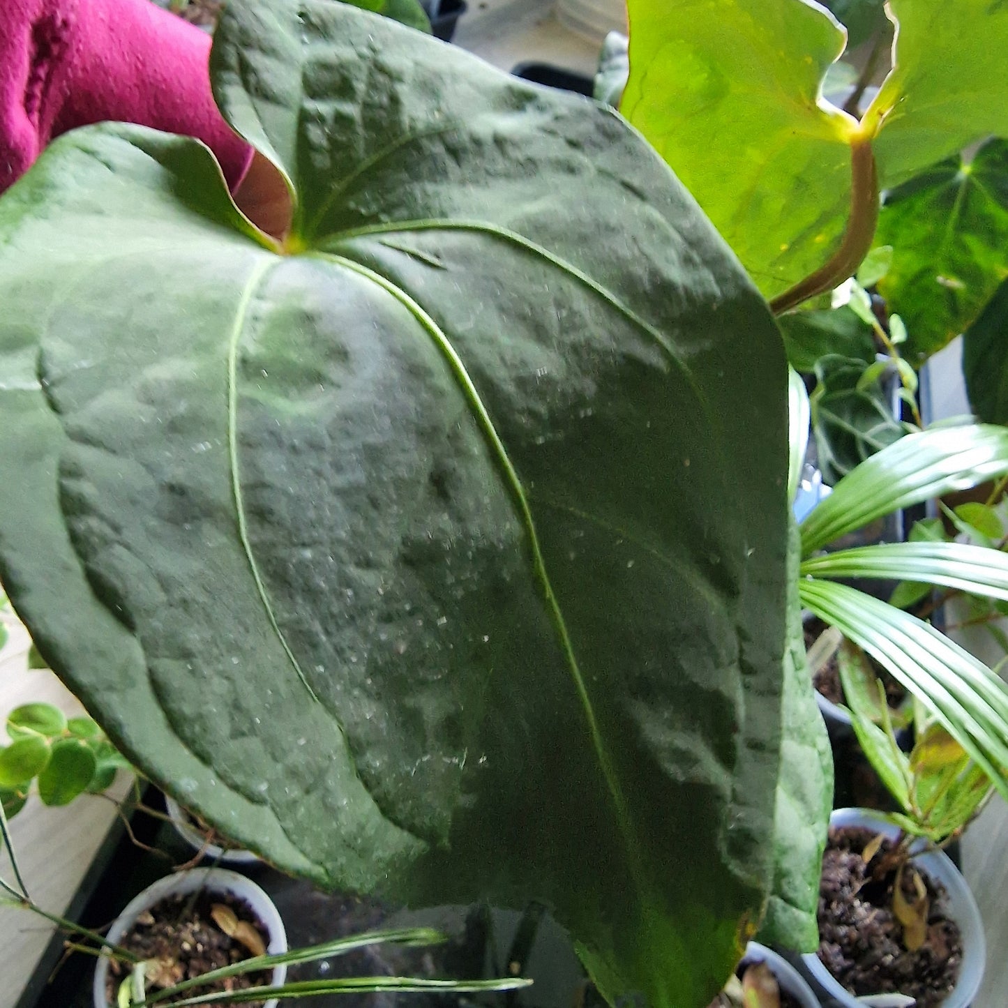 Ecuagenera Rehab Anthurium NoID