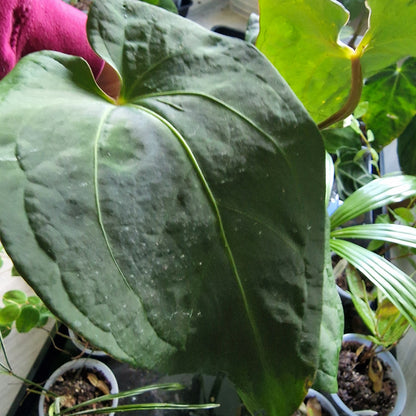Ecuagenera Rehab Anthurium NoID