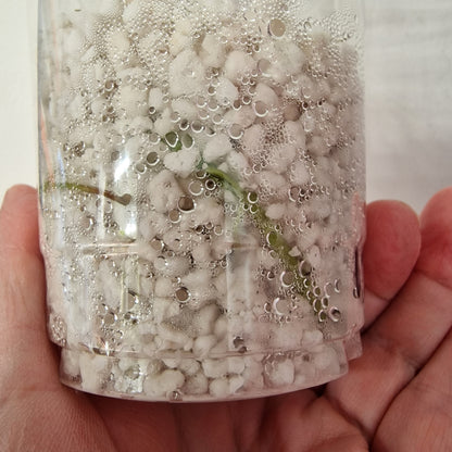 Pre-order Monstera Bulbasaur – Young TC Plantlet Exact Plant (1-13)