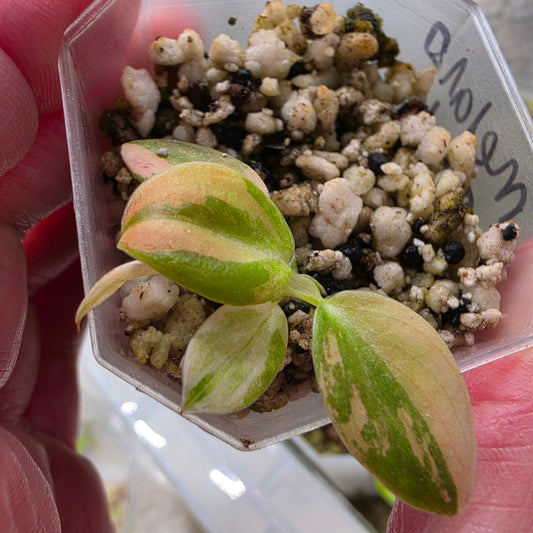 Philodendron Melanochrysum Pink Variegation