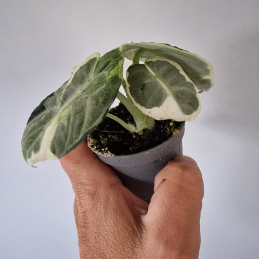 Alocasia Ninja Variegated Houseplant 6cm pot (2)