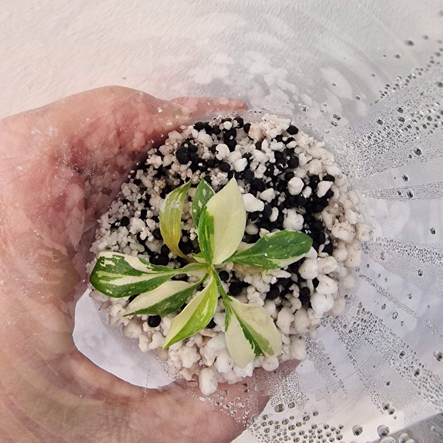 Philodendron Gloriosum No2 (Variegated)  – Young Exact TC Plant (#5)
