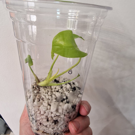 Monstera Lemon Lime – Young Exact TC Plant (#6)