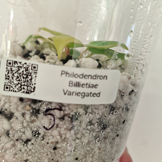 PRE-ORDER – Philodendron Billietiae Variegated – Young TC Plant (#5)