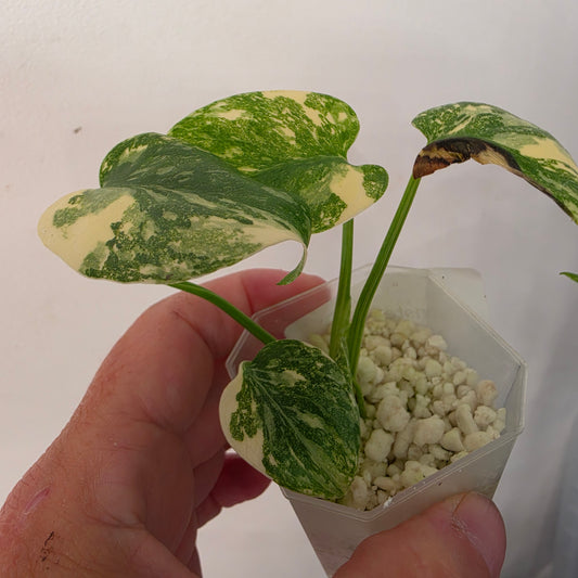 Monstera Crème Brûlée – Exact Plant No. 10 - See Description