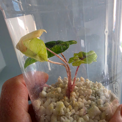 Alocasia Jacklyn Variegata from Tissue Culture - see description