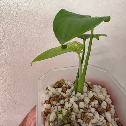 Monstera Devil – Acclimatised TC - Exact Plant (1) See Description
