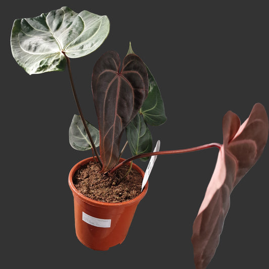 Anthurium Dark and Handsome x Red Velvet DocBlock Rare Houseplant 17cm pot