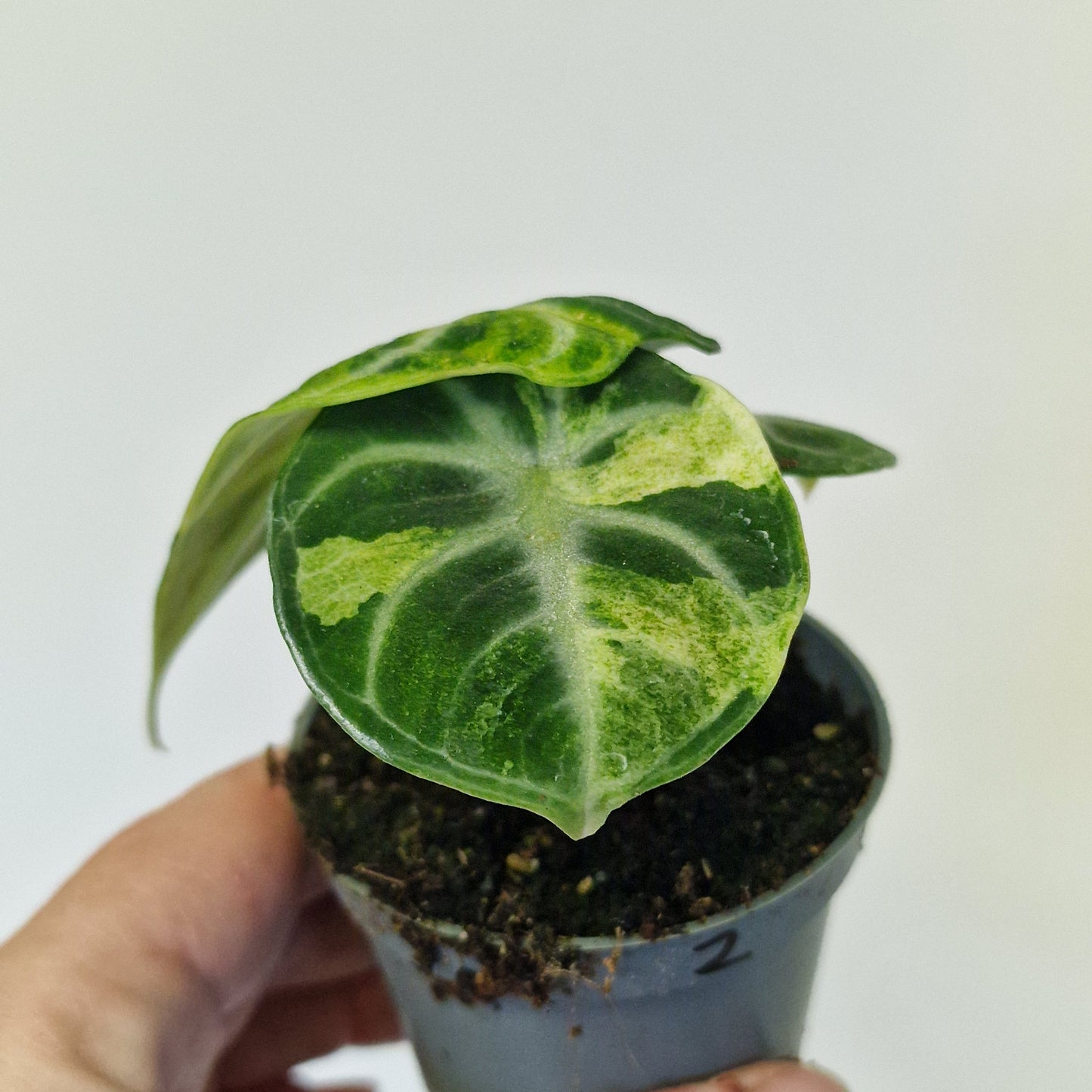 Alocasia Ninja Variegata – 6cm Pot (#2)
