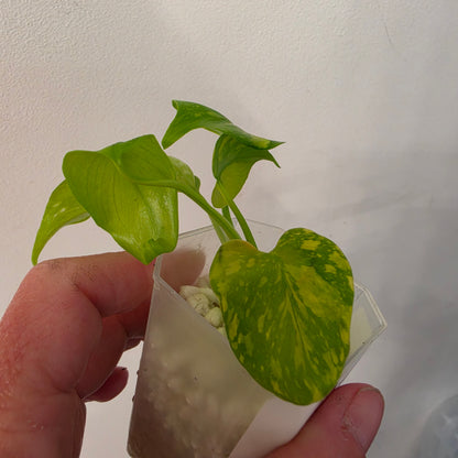 Monstera Electrolight – Exact Plant No. 3  - See Description