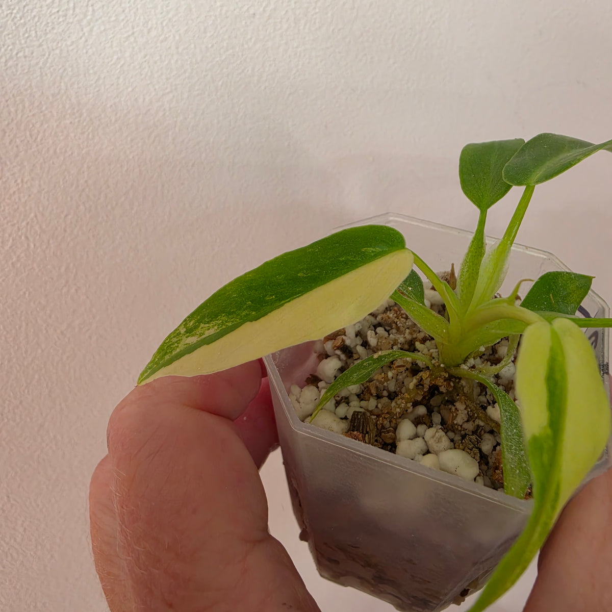 Philodendron Radiatum Variegatum – Exact Plant #3
