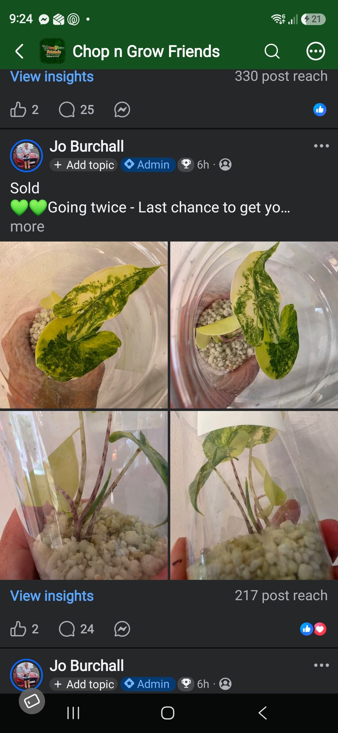Sunday CnG Sale - Karlos Alocasia