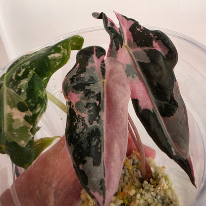 Alocasia Pink Nobilis Variegata - 🌸 see description