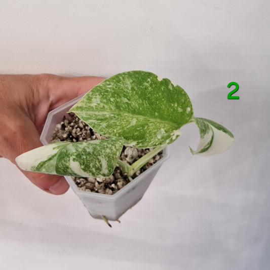 Monstera Legacy – Choose Your Plant