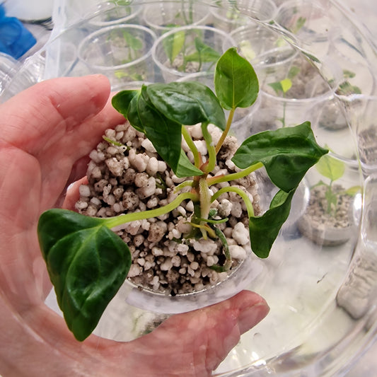 Anthurium Red and Dark Phoenix Hybrid | Rare Anthurium houseplant