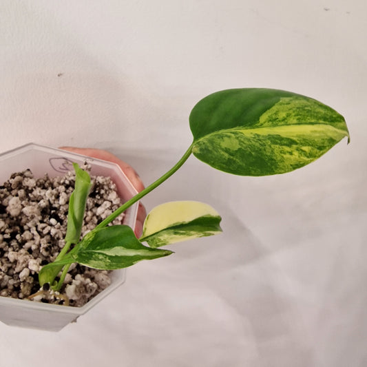 Monstera Yellow Marilyn – Variegated Monstera Exact Plant (2)