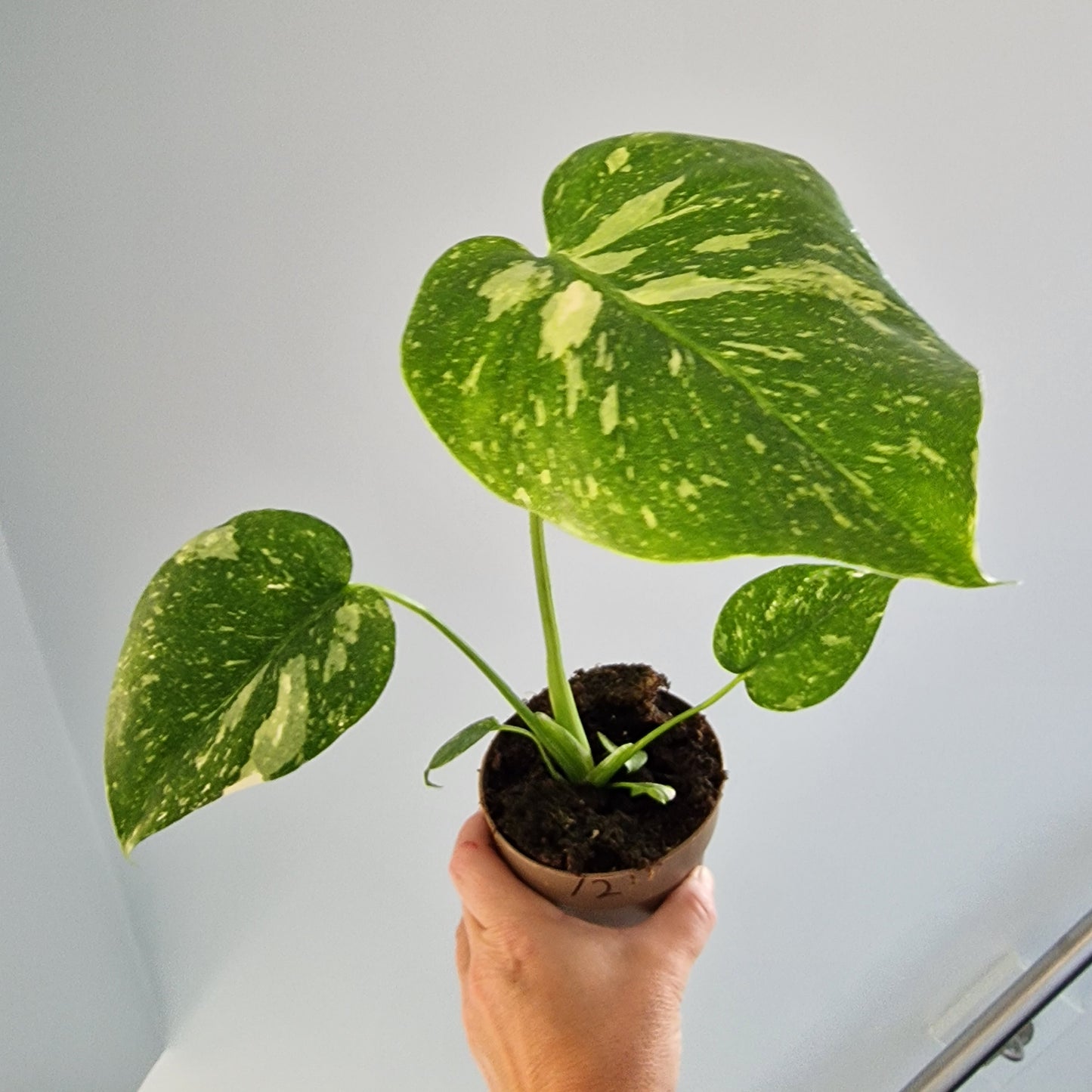 Monstera Thai Constellation Rare Houseplant 11cm pot (12)