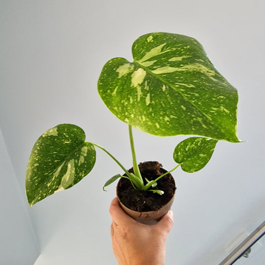 Monstera Thai Constellation Rare Houseplant 11cm pot (12)
