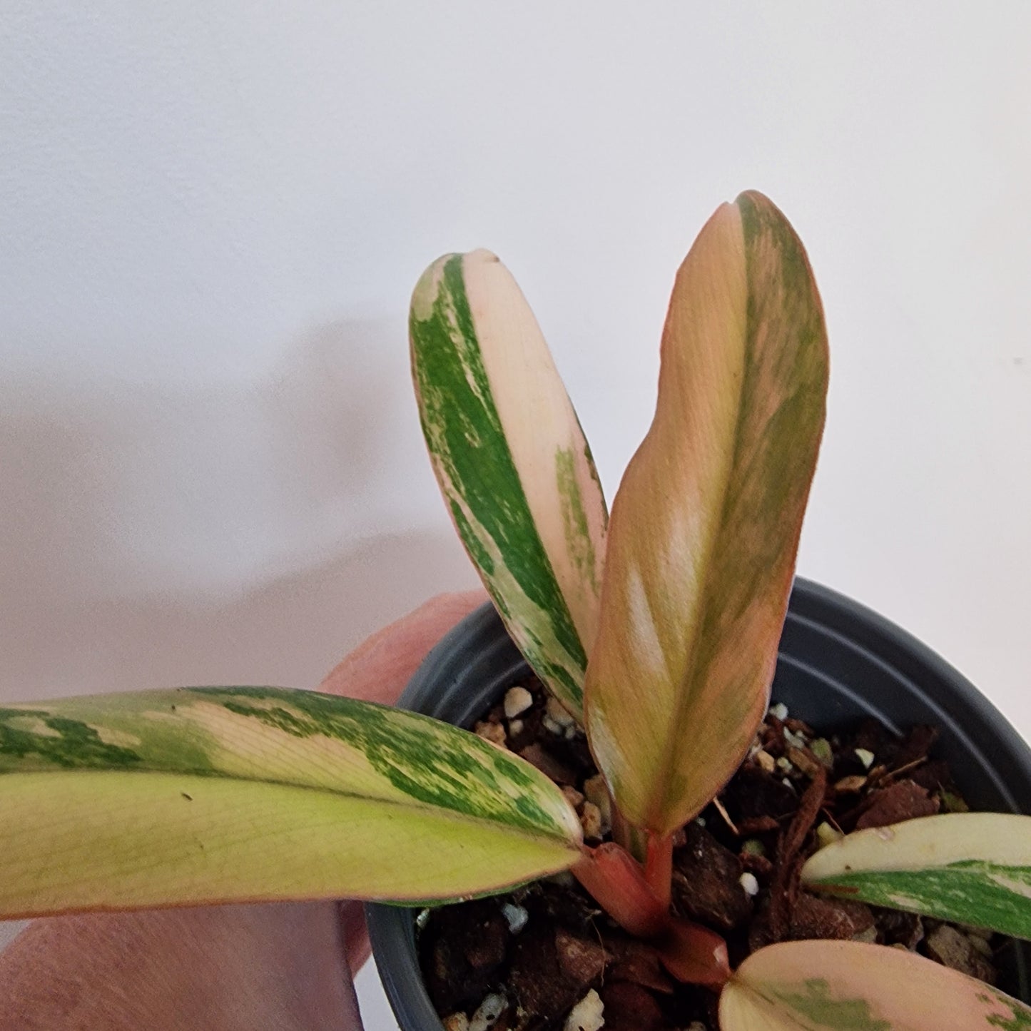 Philodendron Caramel Marble Rare Houseplant 9cm pot