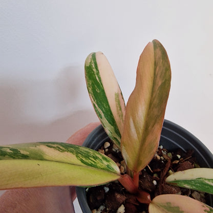 Philodendron Caramel Marble Rare Houseplant 9cm pot